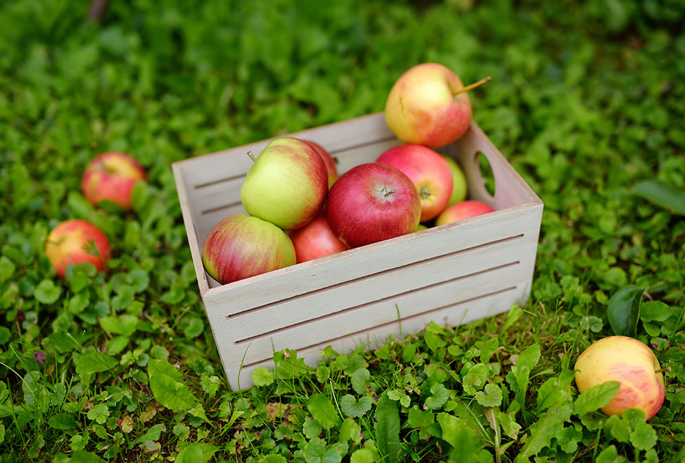 La Manzana Es La Fruta Más Completa Y Saludable