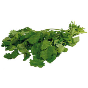 Cilantro